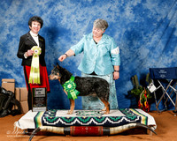 Australian Cattle Dog #11 Fri Best Vet +HRD