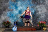 German Shorthaired Pointer #22 WBBOWM Judge Victor Rosado