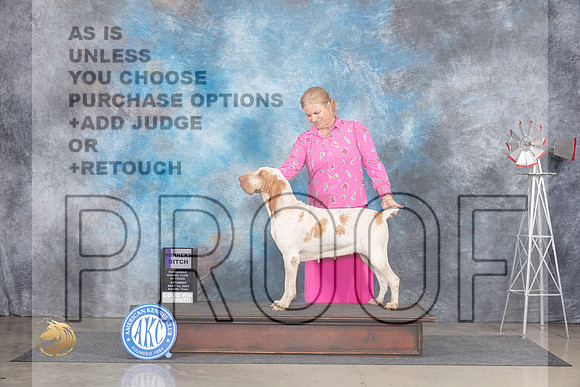 Bracco Italiano #10 Sat WB Judge Annn Roth__JP_6279_Amarillo_2024_HR3