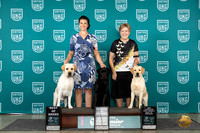 Labrador Retrievers #1211 #1215 #1036 BOB COC BOWNCH Judge Kathie Short
