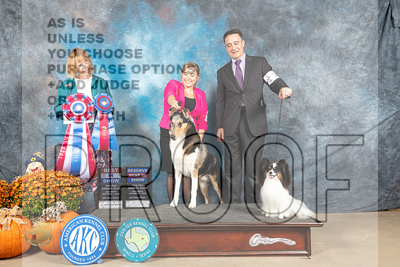 Smooth Collie #7 Sat BISRBIS_MJ_6161_Belton_2022_HR3
