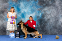 German Shepherd Dog #23 WED BOB Judge Danelle Brown