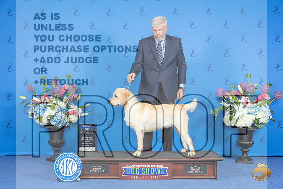 Labrador Retriever #17 SUN BOW Judge Sandra Lex__JP_0566_Houston_2024_HR3