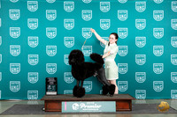 Poodle Std #872 Fri NovSr1Jr Judge Lori Sargent