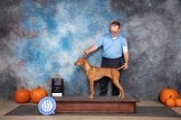 Vizsla #18 Sun WBBOW NCH Judge Ann Roth