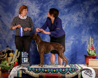 Boxer #36 Fri BOW NC Emerson Jim and Karen and Brenda Stuckey and T Galle Judge D Brown