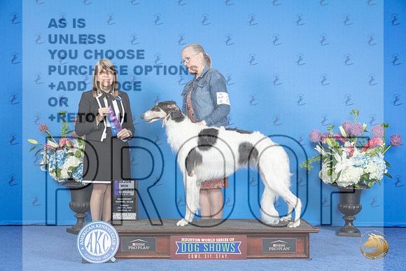 Borzoi #20 SUN WB M Judge Angela Pickett__JP_0239_Houston_2024_HR3