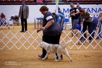 Siberian Husky Sat Puppy Match Ring