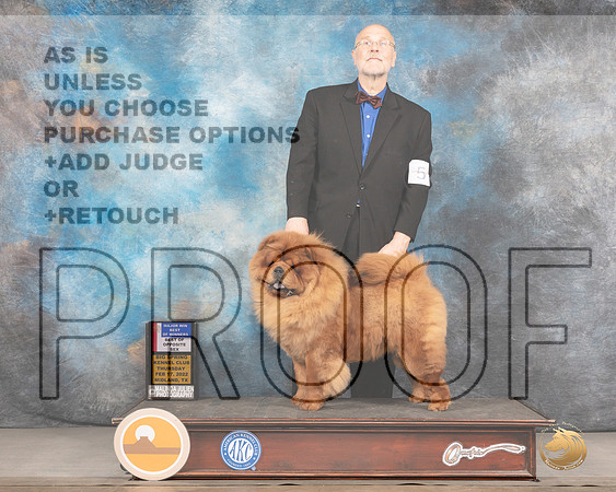 Chow Chow #5 Thurs BOW Judge Denny MounceMMJ_2389_Mdlnd2022_HR3