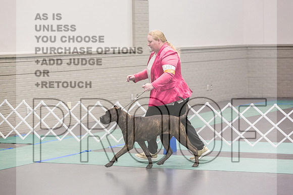 Cane Corso Sat Rings_JJL_8210_UKCLNGVIEWOCT2024_2024_HR3