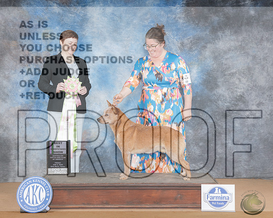 Australian Cattle Dog 27 Fri BISweep Judge Rebecca ElderAustralian Cattle Dog 27 Fri BISweep Judge Rebecca Elder_WP_1082e-NRKC2025-HR3