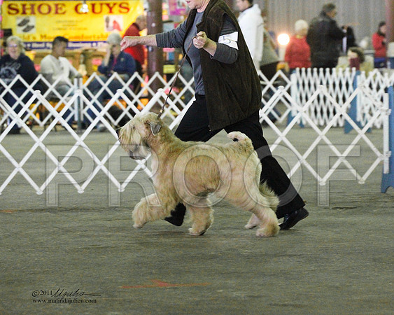 Soft Coated Wheaten Terrier - 0004-3