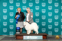 American Eskimo #854 Sat G1 Judge Deb Allen