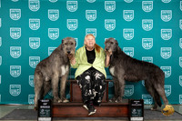 Irish Wolfhound #849 851