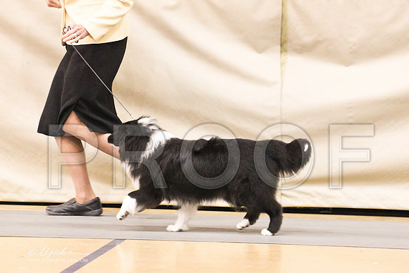 Sheltie-1359LR
