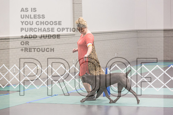 Cane Corso Sat Rings_JJL_8182_UKCLNGVIEWOCT2024_2024_HR3