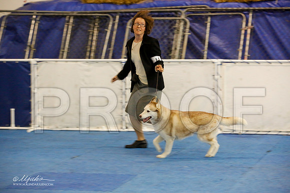 _M3_9253-AddisonHuskyMar2015-HR3