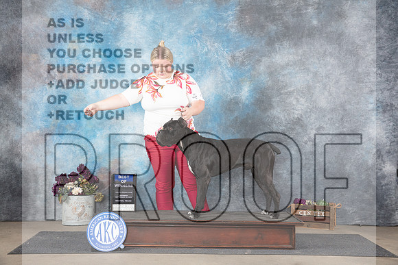 Cane Corso #5 SAt BOW Judge Joan Liebes__JP_6943_Belton_2024_HR3
