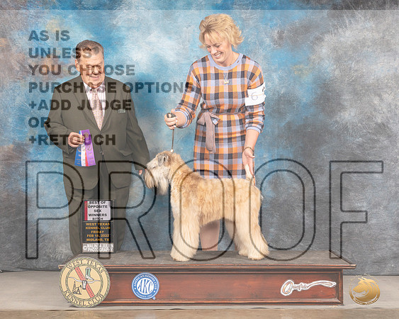Soft Coated Wheaten Terrier #6 Fri BOS Judge Del RichardsMMJ_3051_Mdlnd2022_HR3