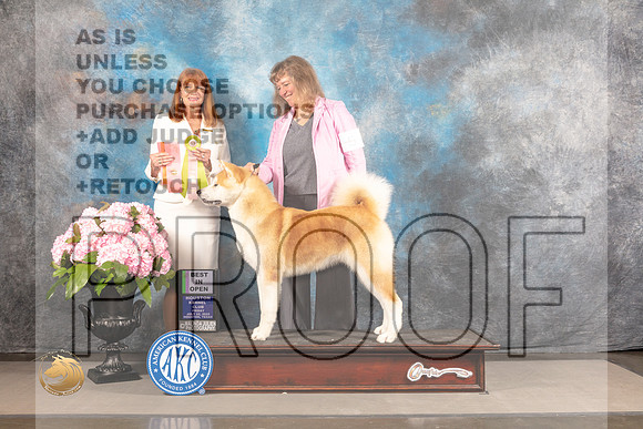 Japanese Akitainu #5 FRI BIOS Judge Linda Hurlebaus_MJ_5505_Houston_2022_HR3