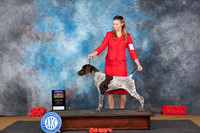 German Shorthaired Pointer #5 Sat BOB Judge Nikki Riggsbee