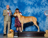 Great Danes #7 Sat BOW Mestas Laura Brandon Mestas Steve Arnold Judge Mr Ronald V Horn