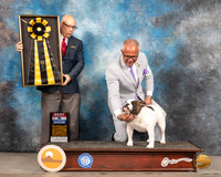 Bulldog #8 Thurs BIS Judge Brad Jenkins