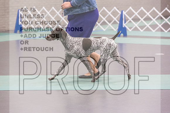 German Shorthaired Pointer Rings Fri Ring 1_JJL_5414_UKCLNGVIEWOCT2024_2024_HR3