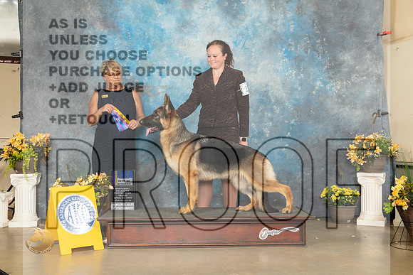 German Shepherd Dog #14 Fri WBBOWBOB Judge Cathy Daugherty-MMJ_9570-NWARK2022-HR3