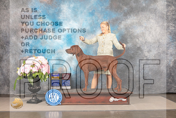 Redbone Coonhound #5 Sun BOBOHBOB Judge Polly Smith_MJ_7758_Houston_2022_HR3
