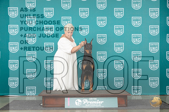 Doberman PInscher #959 Brinkx__JP_2167_Premier_2024_HR3