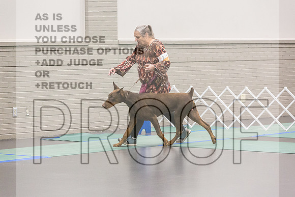 Doberman Ring Fri Ring 1_JJL_4935_UKCLNGVIEWOCT2024_2024_HR3
