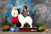 Samoyed #5 Sun G3 Judge Jan Paulk