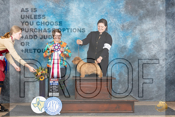 Norfolk Terrier #5 Fri BIS Judge Susan Walker__JP_9574_Abilene_2024_HR3