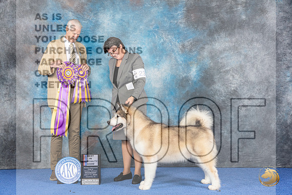 Alaskan Malamute #23 WED BOB Judge Jon Cole__JP_6771_Houston_2024_HR3