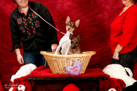 Rat Terrier Hairless Terrier Kelly Townsend