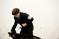 12 to 18 Dogs Sat Rings