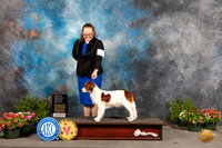 Nederlandse Koikerhondje #6 Sat OHG4 Judge Anne Bolus