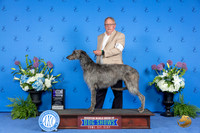 Scottish Deerhound #14 THUR WB M Judge Debbie Freeman