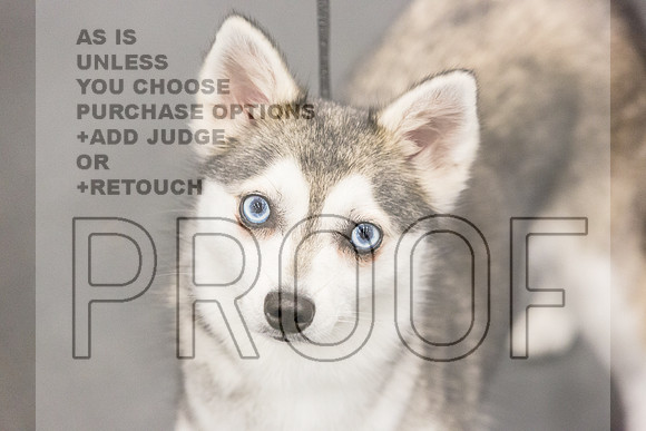 Alaskan Klee Kai Rings Fri Ring 1_JJL_6671_UKCLNGVIEWOCT2024_2024_HR3