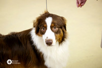 Australian Shepherd Sat Ring S2