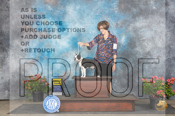 Boston Terrier #11 sat G3 Judge Karen McFarlane __JP_5564_San Antonio_2024_HR3