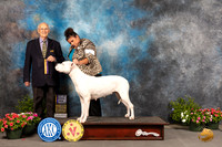 Dogo Argentino #6 Sat BOBGr Judge Robert Shreve