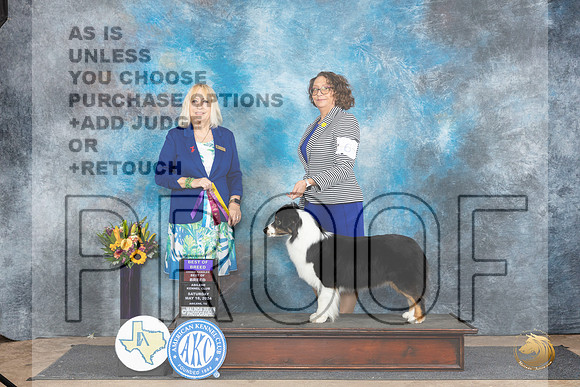 Australian Shepherd #6 Sat BOWBOWOHBOB Judge Edy Dykstra-Blum__JP_9965_Abilene_2024_HR3
