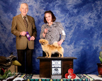 Tibetan Spaniel #26 Sat Winners Bitch Major Win Podsednik Gina Judge R Hartinger EDIT