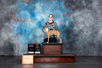 Italian Greyhound #? Sat G2 BOW Judge Nancy Gallant