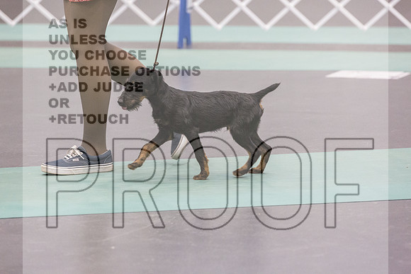 Jagd Terrier Rings Sat_JJL_9728_UKCLNGVIEWOCT2024_2024_HR3