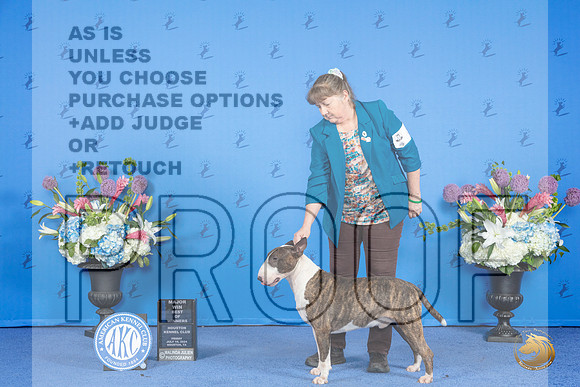 Bull Terrier Colored #9 FRI WB BOW M Judge Ann Yuhasz r__JP_9312_Houston_2024_HR3