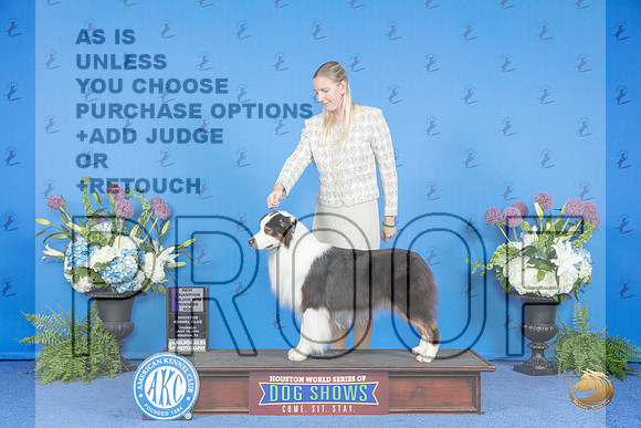 Australian Shepherd #31 THUR WD NC M Judge Nancy Liebes__JP_8357_Houston_2024_HR3