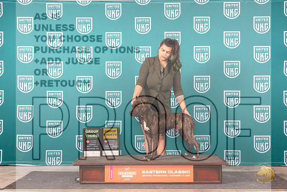 American Pit Bull Terrier #182 Fri G3 Judge Tina G4 Judge Will__JP_2311_UKCEastern_2024_HR3